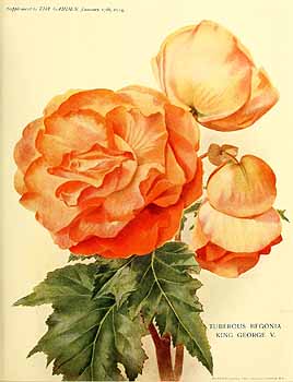 B. ‘King George’